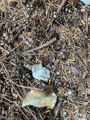 Phycomyces
