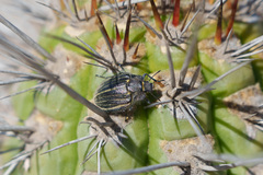 Geoborus rugipennis