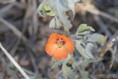 Sphaeralcea bonariensis