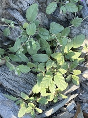 Mirabilis laevis
