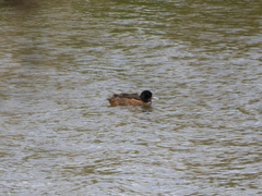Heteronetta atricapilla