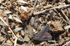 Reticulitermes hesperus