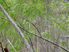 Pyrocephalus rubinus