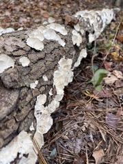 Trametes conchifer