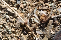 Reticulitermes hesperus