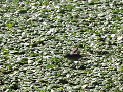 Phleocryptes melanops