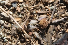 Reticulitermes hesperus