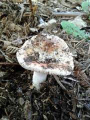 Heterophyllidia