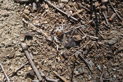 Reticulitermes hesperus