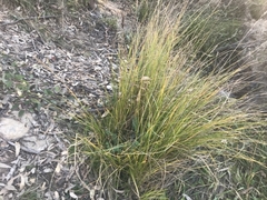 Carex appressa