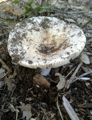 Heterophyllidia