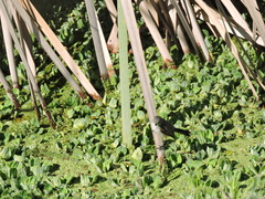Serpophaga nigricans
