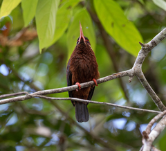 Galbalcyrhynchus leucotis