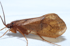 Pycnopsyche scabripennis