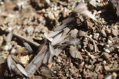 Reticulitermes hesperus