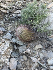 Ferocactus gracilis
