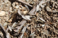 Reticulitermes hesperus