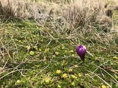 Gentianella cerastioides