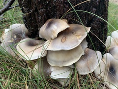 Omphalotus nidiformis