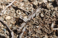 Reticulitermes hesperus