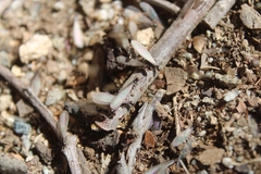 Reticulitermes hesperus