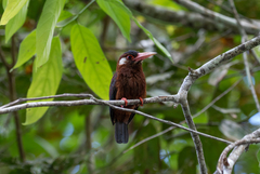 Galbalcyrhynchus leucotis