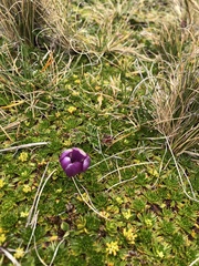 Gentianella cerastioides