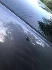 Podabrus flavicollis