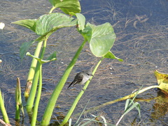 Serpophaga nigricans