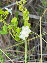 Jacquemontia curtissii