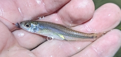 Notropis volucellus