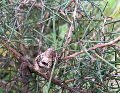 Hakea rugosa