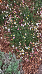 Erigeron karvinskianus