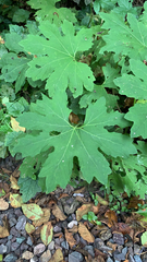 Petasites frigidus