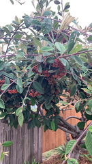 Cotoneaster coriaceus