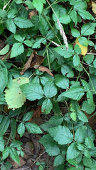 Rubus ursinus
