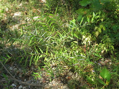 Salix caroliniana