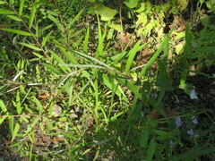 Salix caroliniana