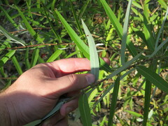 Salix caroliniana