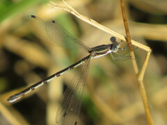 Lestes australis