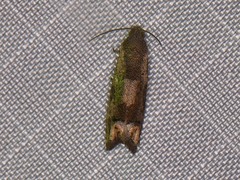 Epiblema strenuana