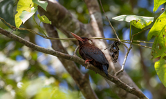 Galbalcyrhynchus leucotis