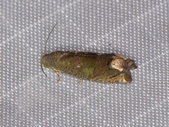 Epiblema strenuana