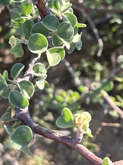 Euphorbia misera