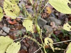 Neolasioptera boehmeriae