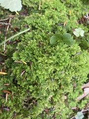 Trichocolea tomentella