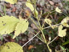 Neolasioptera boehmeriae
