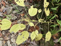 Neolasioptera boehmeriae