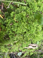 Trichocolea tomentella