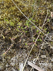 Stylidium repens